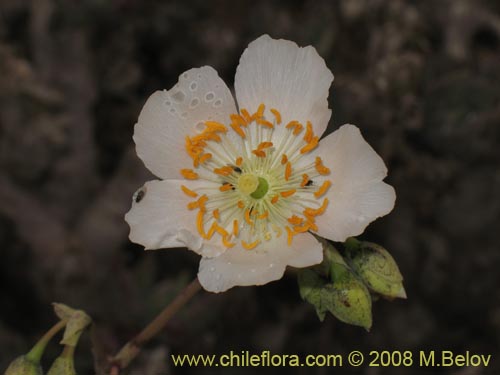 Imágen de Calandrinia sp. #1190 (). Haga un clic para aumentar parte de imágen.