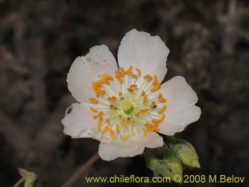 Imágen de Calandrinia sp. #1190 (). Haga un clic para aumentar parte de imágen.