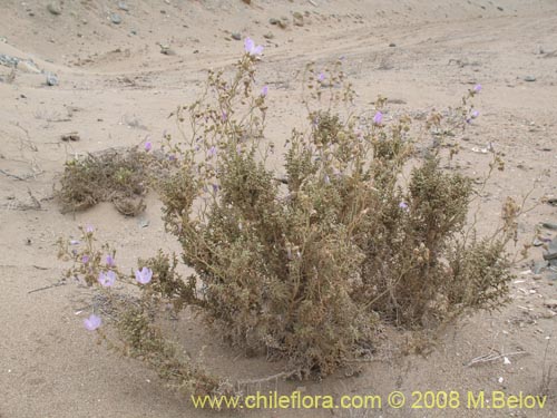 Bild von Cristaria sp. #1243 (). Klicken Sie, um den Ausschnitt zu vergrössern.