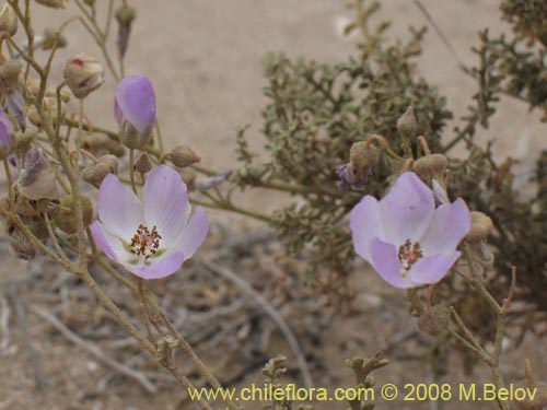 Bild von Cristaria sp. #1243 (). Klicken Sie, um den Ausschnitt zu vergrössern.