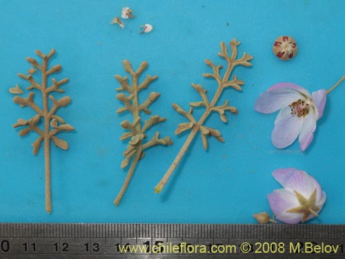 Image of Cristaria sp. #1243 (). Click to enlarge parts of image.