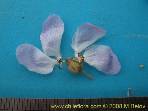 Image of Cristaria sp. #1243 (). Click to enlarge parts of image.