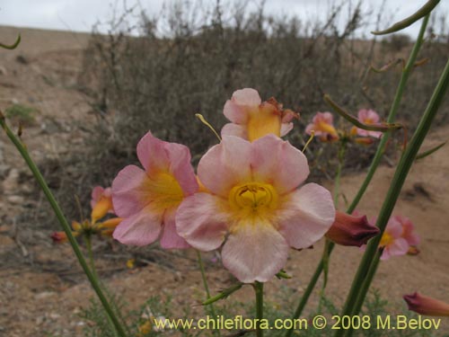 Imágen de Argylia radiata (). Haga un clic para aumentar parte de imágen.