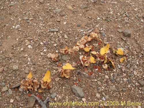 Dioscorea fastigiataの写真