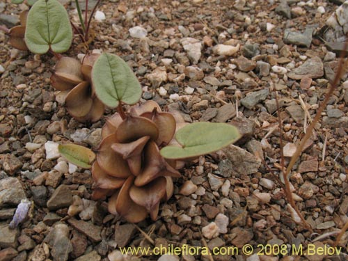 Bild von Dioscorea fastigiata (). Klicken Sie, um den Ausschnitt zu vergrössern.