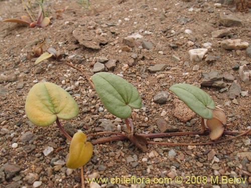 Image of Dioscorea fastigiata (). Click to enlarge parts of image.