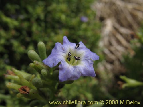 Nolana ramosissimaの写真