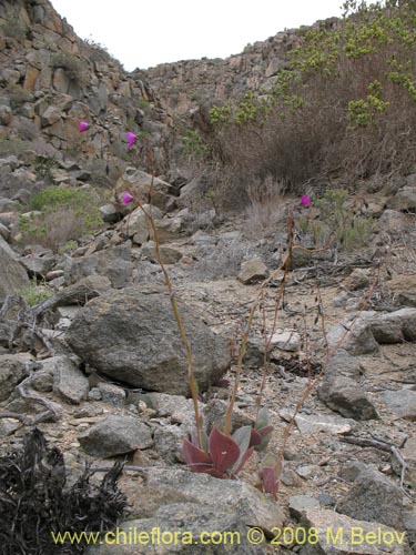 Bild von Calandrinia cachinalensis (). Klicken Sie, um den Ausschnitt zu vergrössern.