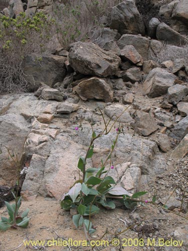 Bild von Calandrinia cachinalensis (). Klicken Sie, um den Ausschnitt zu vergrössern.