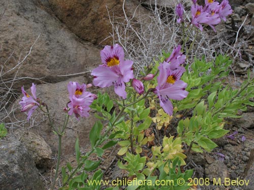 Image of Alstroemeria philippii var. philippii (). Click to enlarge parts of image.