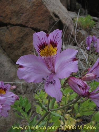 Bild von Alstroemeria philippii var. philippii (). Klicken Sie, um den Ausschnitt zu vergrössern.