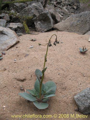 Imágen de Calandrinia cachinalensis (). Haga un clic para aumentar parte de imágen.