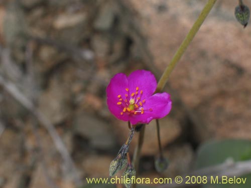 Imágen de Calandrinia cachinalensis (). Haga un clic para aumentar parte de imágen.