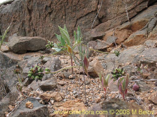 Portulacaceae sp. #1186的照片