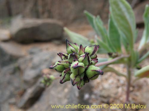 Imágen de Portulacaceae sp. #1186 (). Haga un clic para aumentar parte de imágen.