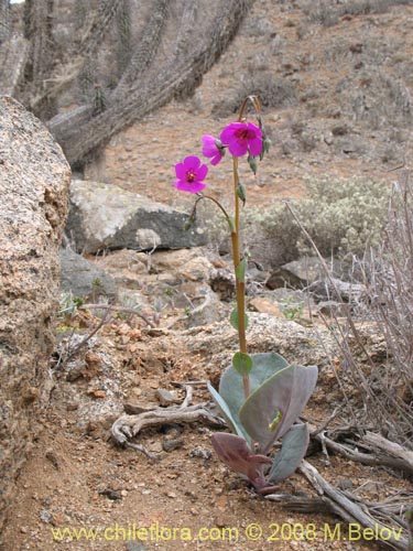 Calandrinia cachinalensis的照片