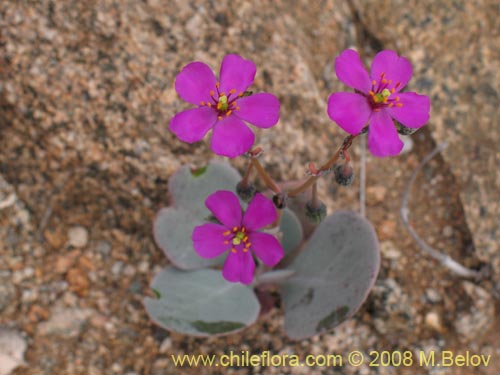 Imágen de Calandrinia cachinalensis (). Haga un clic para aumentar parte de imágen.