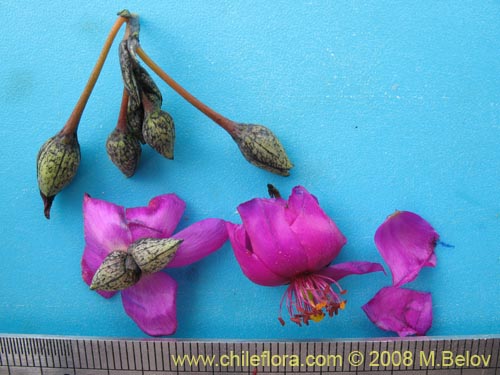 Imágen de Calandrinia cachinalensis (). Haga un clic para aumentar parte de imágen.