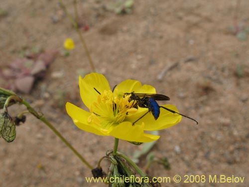 Bild von Calandrinia littoralis (). Klicken Sie, um den Ausschnitt zu vergrössern.