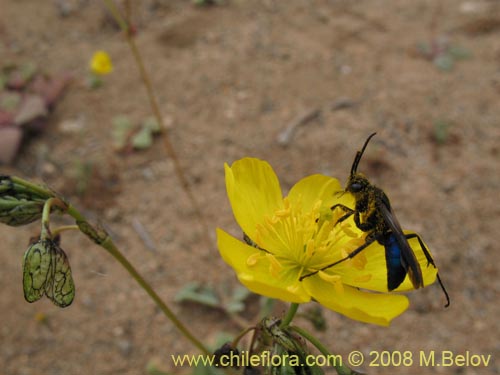 Imágen de Calandrinia littoralis (). Haga un clic para aumentar parte de imágen.