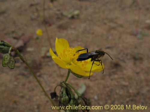 Imágen de Calandrinia littoralis (). Haga un clic para aumentar parte de imágen.