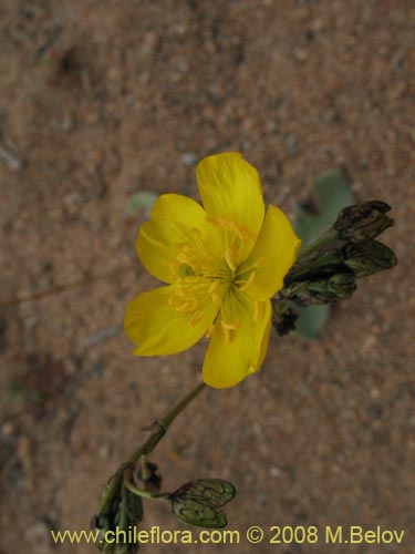 Imágen de Calandrinia littoralis (). Haga un clic para aumentar parte de imágen.