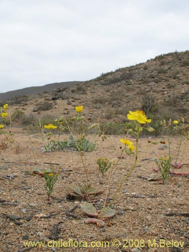 Bild von Calandrinia littoralis (). Klicken Sie, um den Ausschnitt zu vergrössern.