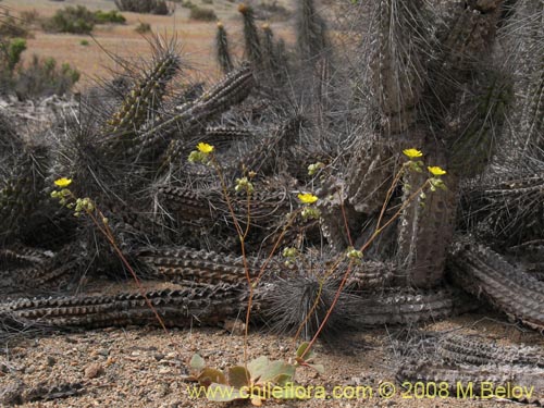 Image of Calandrinia littoralis (). Click to enlarge parts of image.