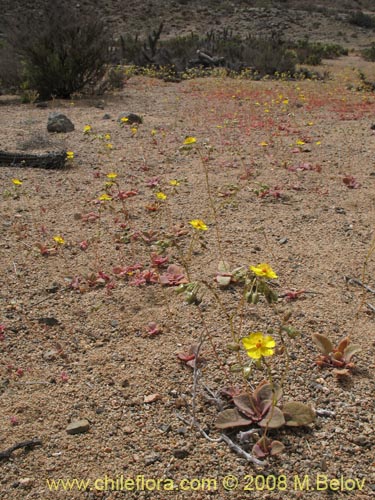 Image of Calandrinia littoralis (). Click to enlarge parts of image.