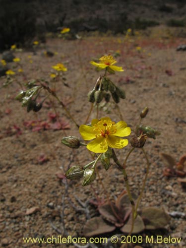 Imágen de Calandrinia littoralis (). Haga un clic para aumentar parte de imágen.