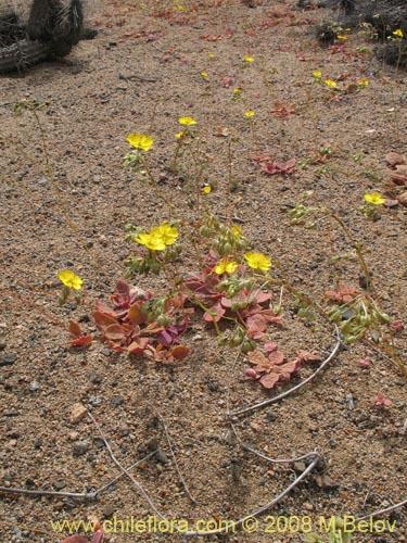 Imágen de Calandrinia littoralis (). Haga un clic para aumentar parte de imágen.