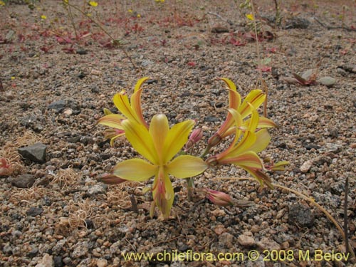 Alstroemeria kingiiの写真