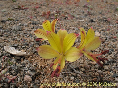 Bild von Alstroemeria kingii (). Klicken Sie, um den Ausschnitt zu vergrössern.