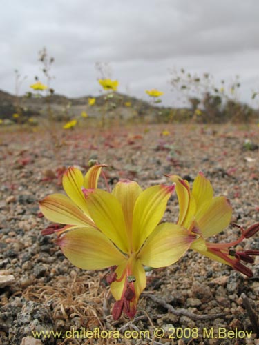 Alstroemeria kingii的照片