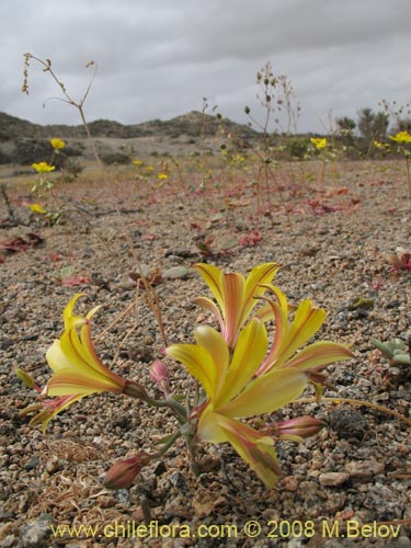 Imágen de Alstroemeria kingii (). Haga un clic para aumentar parte de imágen.