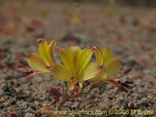 Alstroemeria kingii의 사진