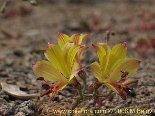 Image of Alstroemeria kingii (). Click to enlarge parts of image.