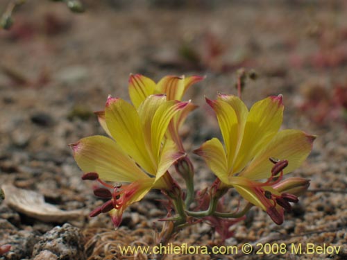 Alstroemeria kingii의 사진