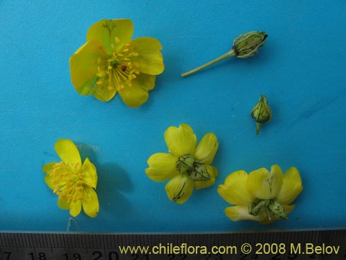 Calandrinia littoralis의 사진