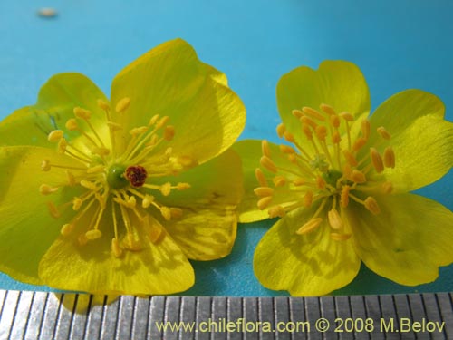 Image of Calandrinia littoralis (). Click to enlarge parts of image.