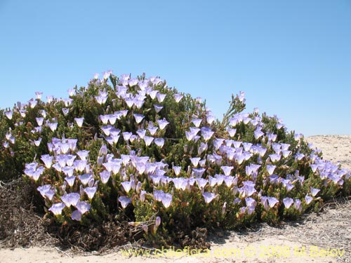 Image of Nolana carnosa (). Click to enlarge parts of image.