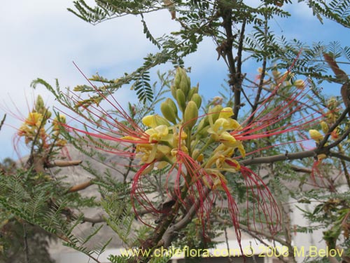 Image of Caesalpinia gilliesii (). Click to enlarge parts of image.