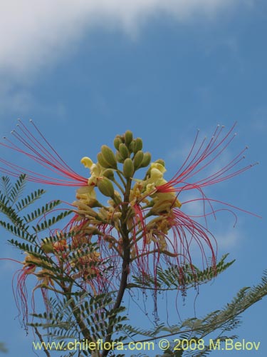 Image of Caesalpinia gilliesii (). Click to enlarge parts of image.