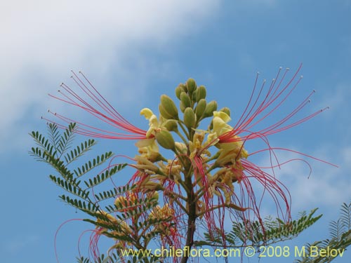 Image of Caesalpinia gilliesii (). Click to enlarge parts of image.