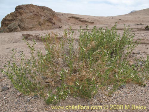 Фотография Huidobria chilensis (). Щелкните, чтобы увеличить вырез.