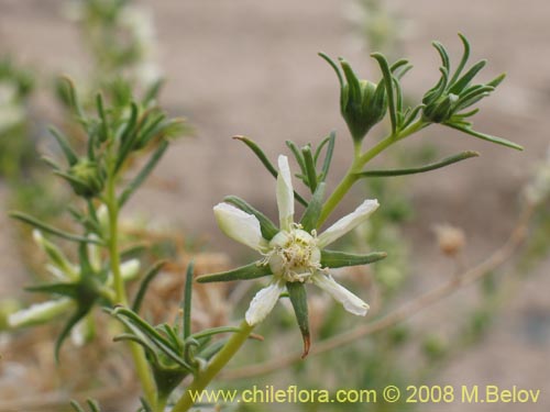 Huidobria chilensis의 사진