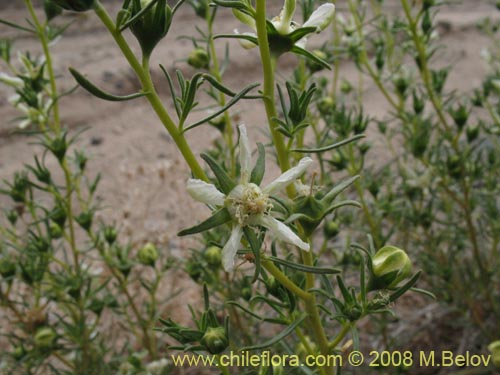 Фотография Huidobria chilensis (). Щелкните, чтобы увеличить вырез.