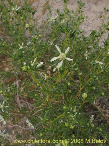 Huidobria chilensisの写真