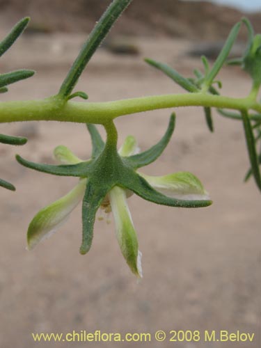 Imágen de Huidobria chilensis (). Haga un clic para aumentar parte de imágen.