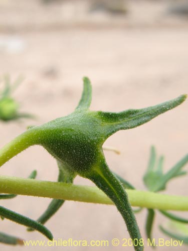 Imágen de Huidobria chilensis (). Haga un clic para aumentar parte de imágen.